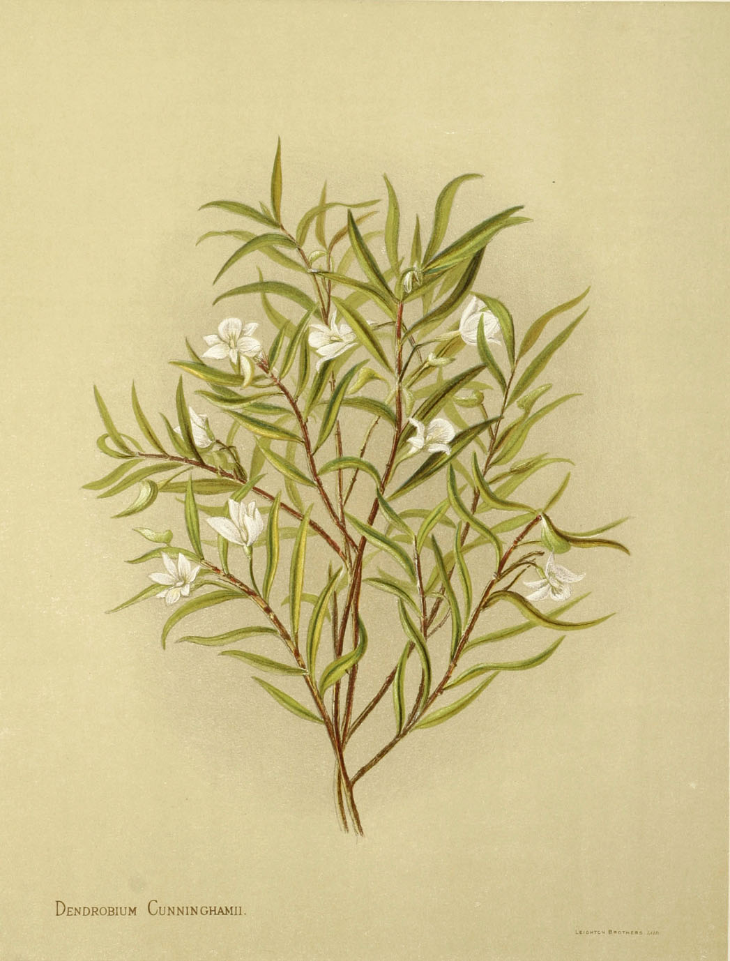 Dendrobium Cunninghamii - Antique Print from 1888