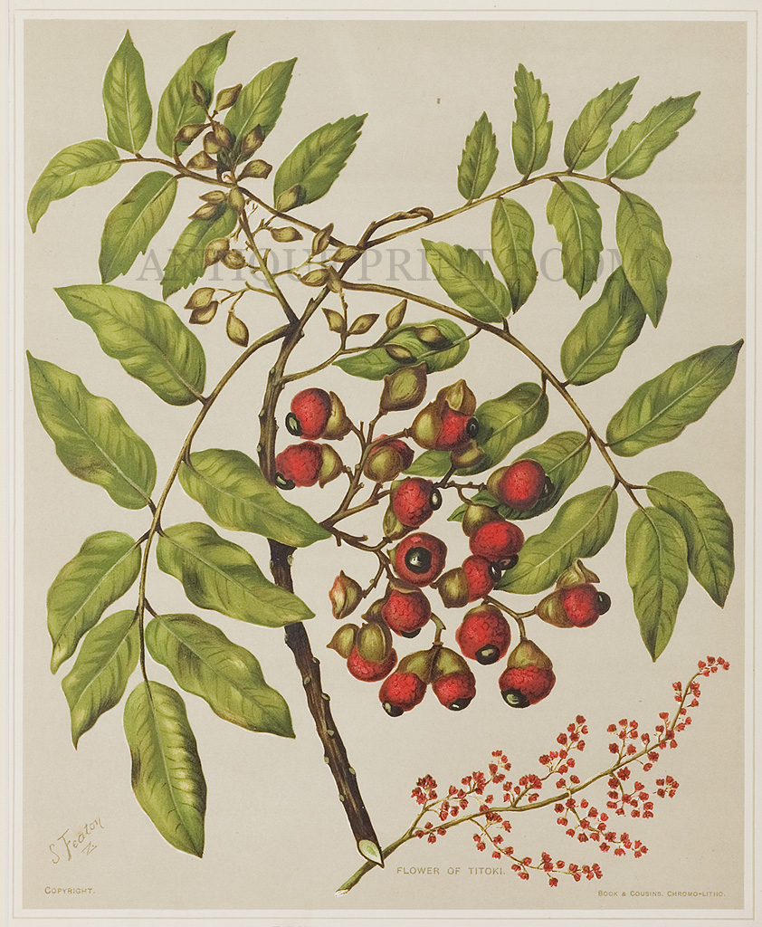 Titoki. Alectryon excelsum. - Antique Print from 1889