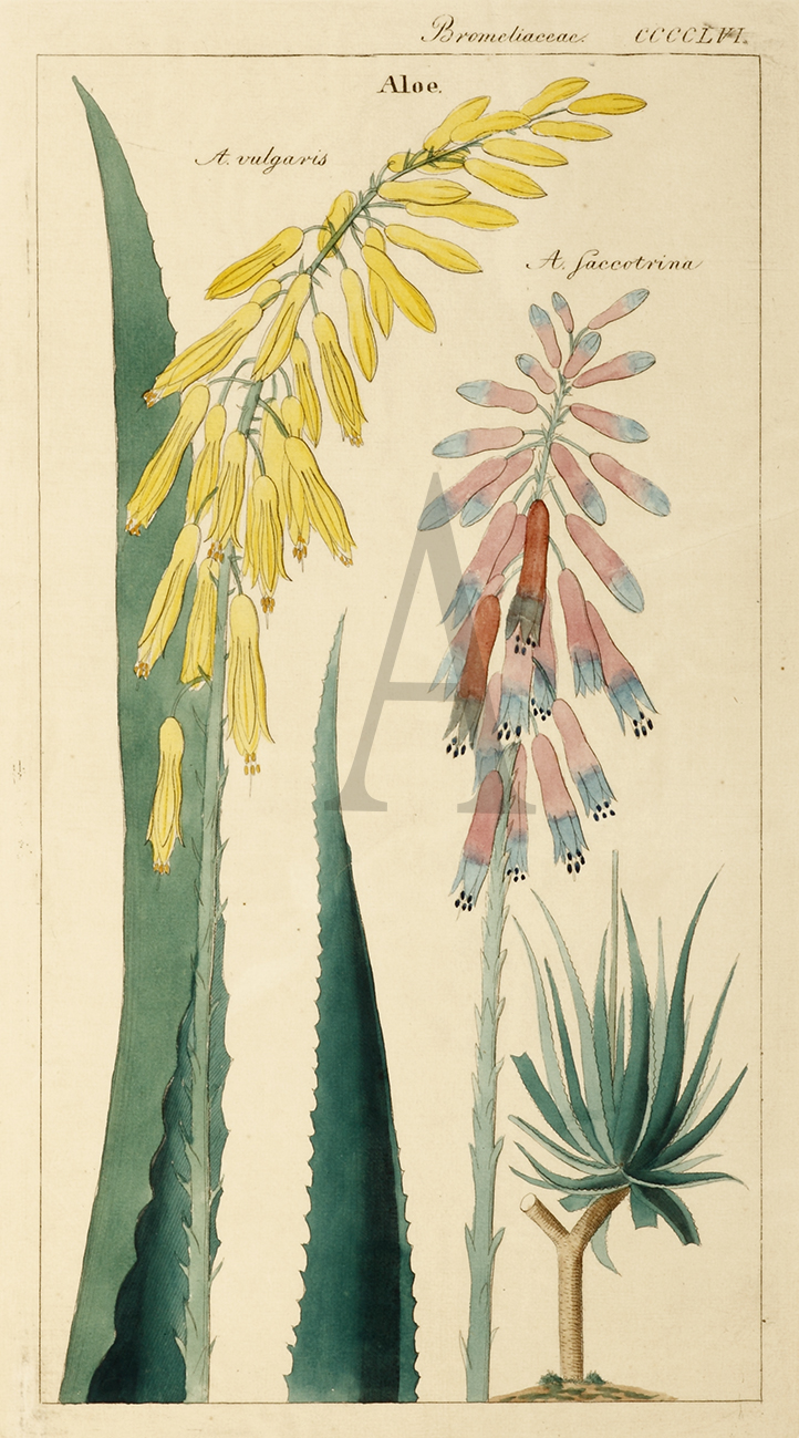 Bromeliaccae Aloe. - Antique Print from 1785