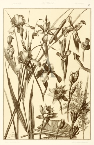 Iris. Art Nouveau