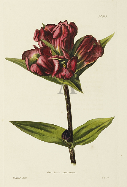 Gentiana Purpurea - Antique Print from 1820