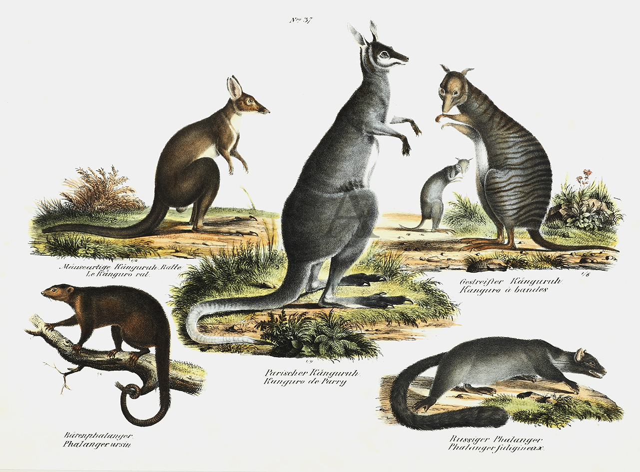 Le Kanguro rat  Kanguro a bandes Kanguro de Parry  Phalanger ursin  Phalanger fuligineux - Antique Print from 1834