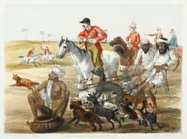 Our Pack of Hounds India