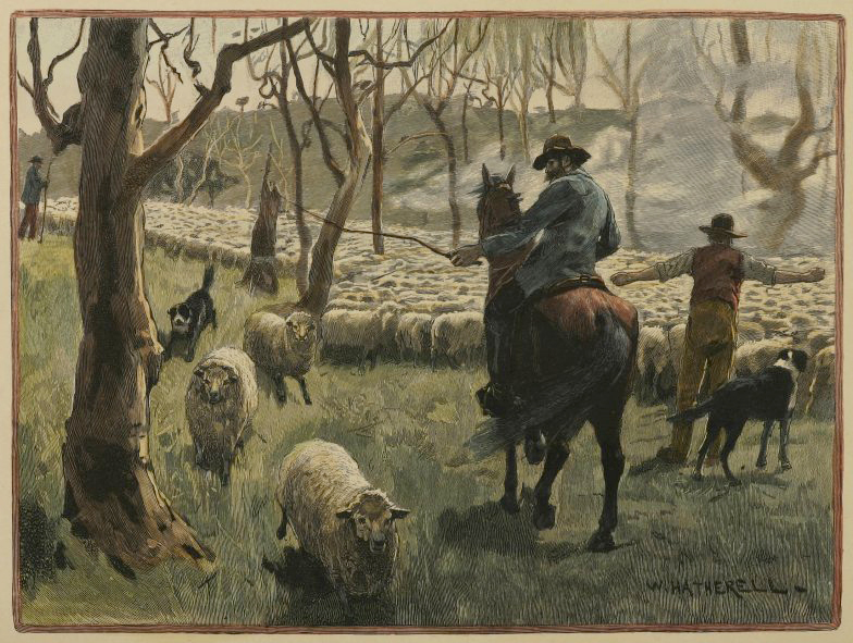 Mustering Sheep. - Antique Print from 1887