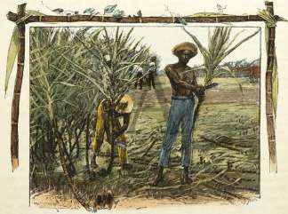 Cutting the Cane Australiana (General)
