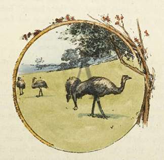 [Emus] Australian
