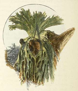 The Staghorn Fern. Australian - General