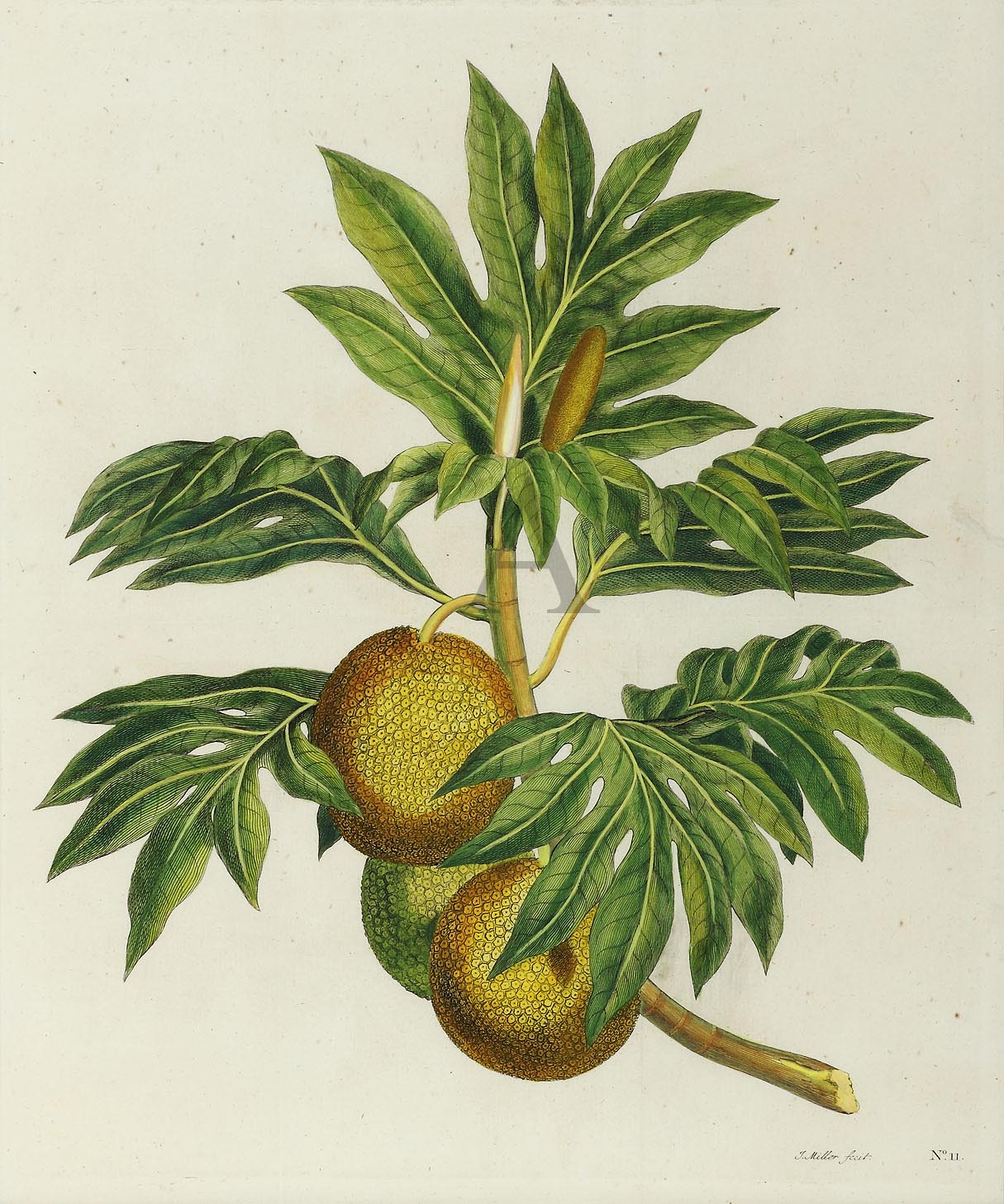 A Branch of the Bread-Fruit with the Fruit - Antique Print from 1773