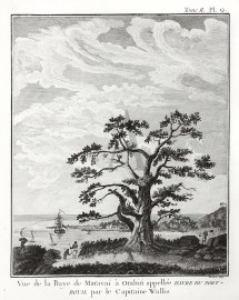 Vue de la Baye de Matavaie  Otahitu appellee Havre du Port Royal par le Capitaine Wallis.