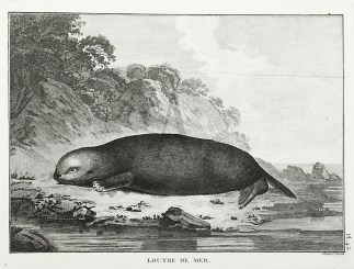 Loutre De Mer General / Global