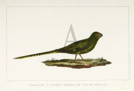 Perruche a Taches Noires du Cap de Diemen.