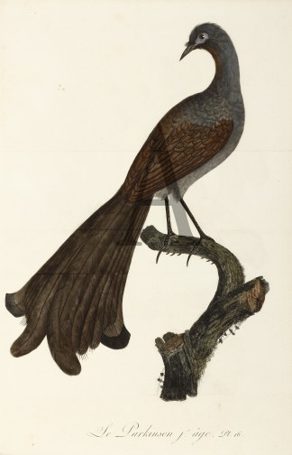 Le Parkinson jeune age Australian