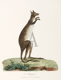 A Kangaroo.
