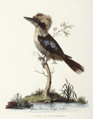 Great Brown Kings Fisher. Australian