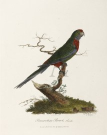 Pennantian Parrot, Female.