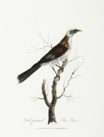 Knob-fronted Bee Eater