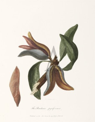 The Banksia pyriformis. Australian - General