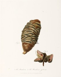 1. The Banksia. 2. The Banksia gibbosa.