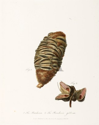 1. The Banksia. 2. The Banksia gibbosa. Australian - General