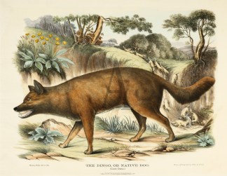 The Dingo, or Native Dog. Australian - General