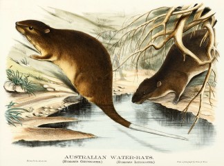 Australian Water-Rats. (Hydromys Chrysog… Australian - General