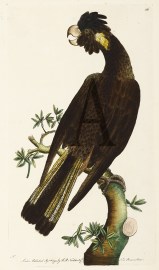 [The Funereal Cockatoo.]