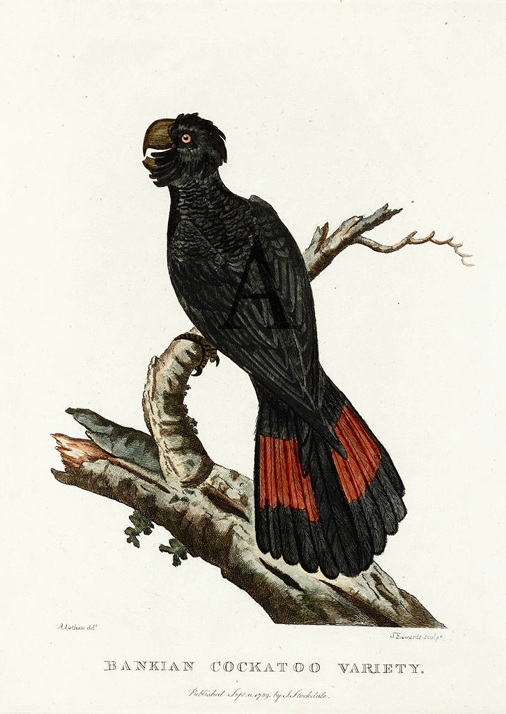 Bankian Cockatoo Variety. sic - Antique Print from 1789