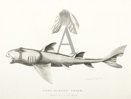 Port Jackson Shark ANIMALS Port Jackson Shark