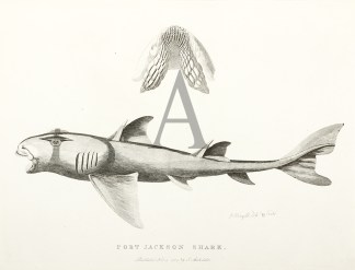 Port Jackson Shark Fish & Marine Life