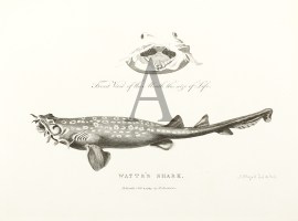 Watts’s Shark. Fish & Crustaceans Watts's Shark.