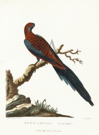 Pennantian Parrot.