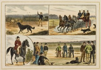 Sheep Dog Contests and Trials at Cobar. Regional