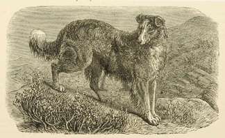 The Scotch Collie Dogs