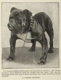 A Famous Bulldog