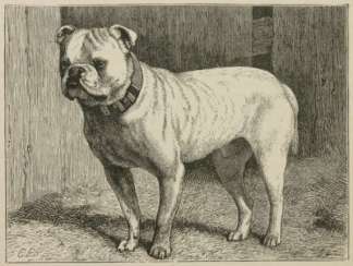 Mr Meager’s Bull-Dog Bismarck Dogs