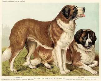Rough Coated St Bernards Dogs