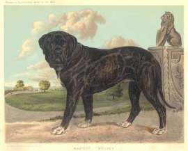 Mastiff "Wolsey" Dogs