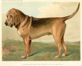 Bloodhound