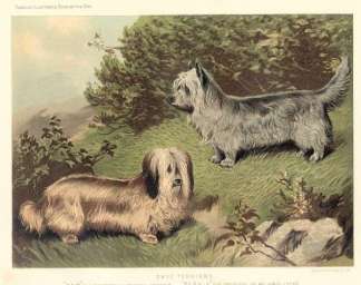 Skye Terriers Dogs