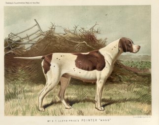 Mr R.T. Lloyd Price’s Pointer ANIMALS