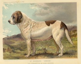St. Bernard. “Abbess” Dogs
