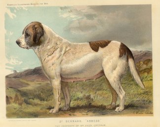 St. Bernard. “Abbess” Dogs