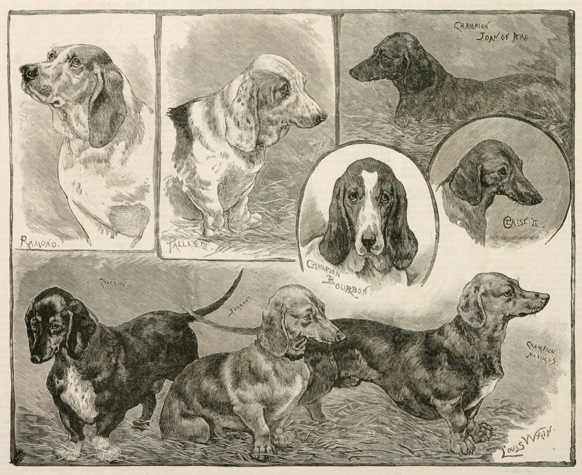 The Dachshund and Basset-Hound Show at the Royal Aquarium, Westminster - Antique Print from 1885