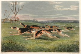 Fox-Hounds in Full Cry Dogs Fox-Hounds in Full Cry