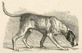 Chien De Gascogne Dogs