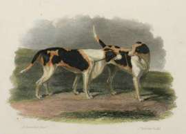 Delia & Lucy Dogs Delia & Lucy