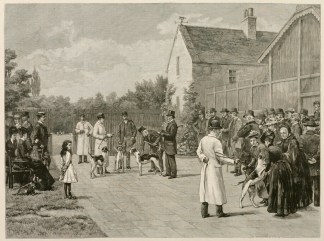 Judging Foxhound Puppies Dogs