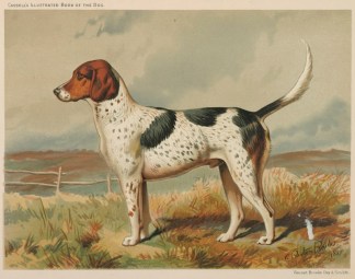 Foxhound (Archer) ANIMALS