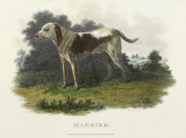 Harrier Dogs Harrier