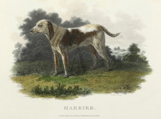 Harrier Dogs